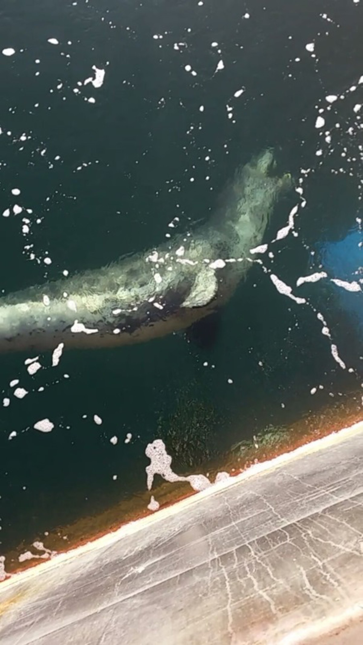 Leopard seal