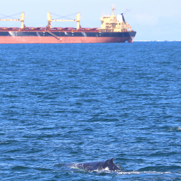 Underwater Noise Photo of a whale with a large vessel in the background
