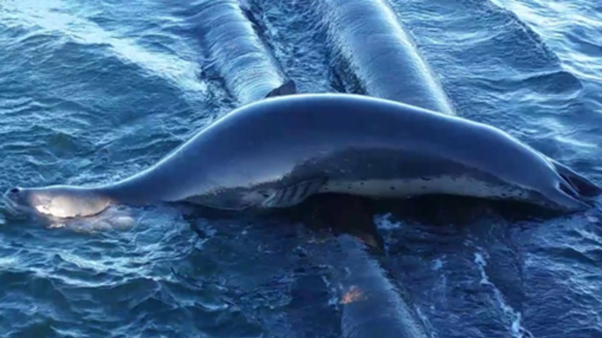 Leopard Seal