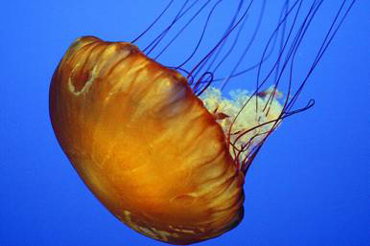 IMCA SF Precautions against jellyfish sting during diving operations Jelly fish