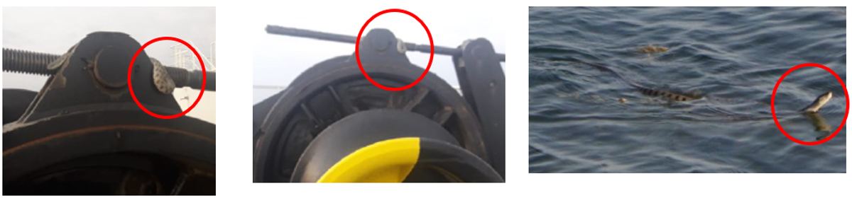 During a safety walk round, it was observed that a snake was on top of the anchor winch while vessel was at anchor near a port.