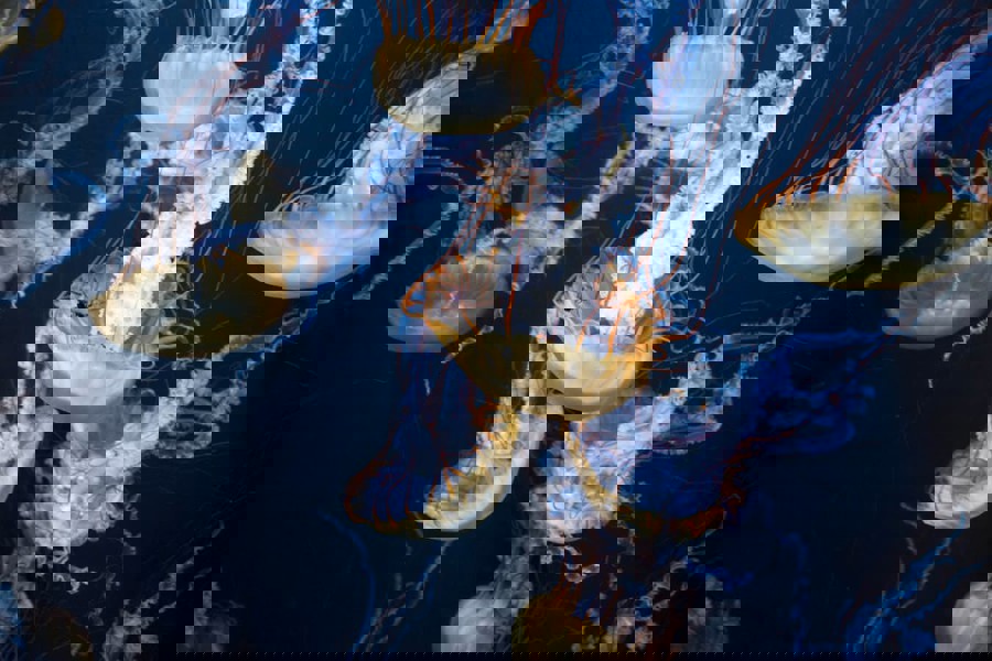 Jellyfish
