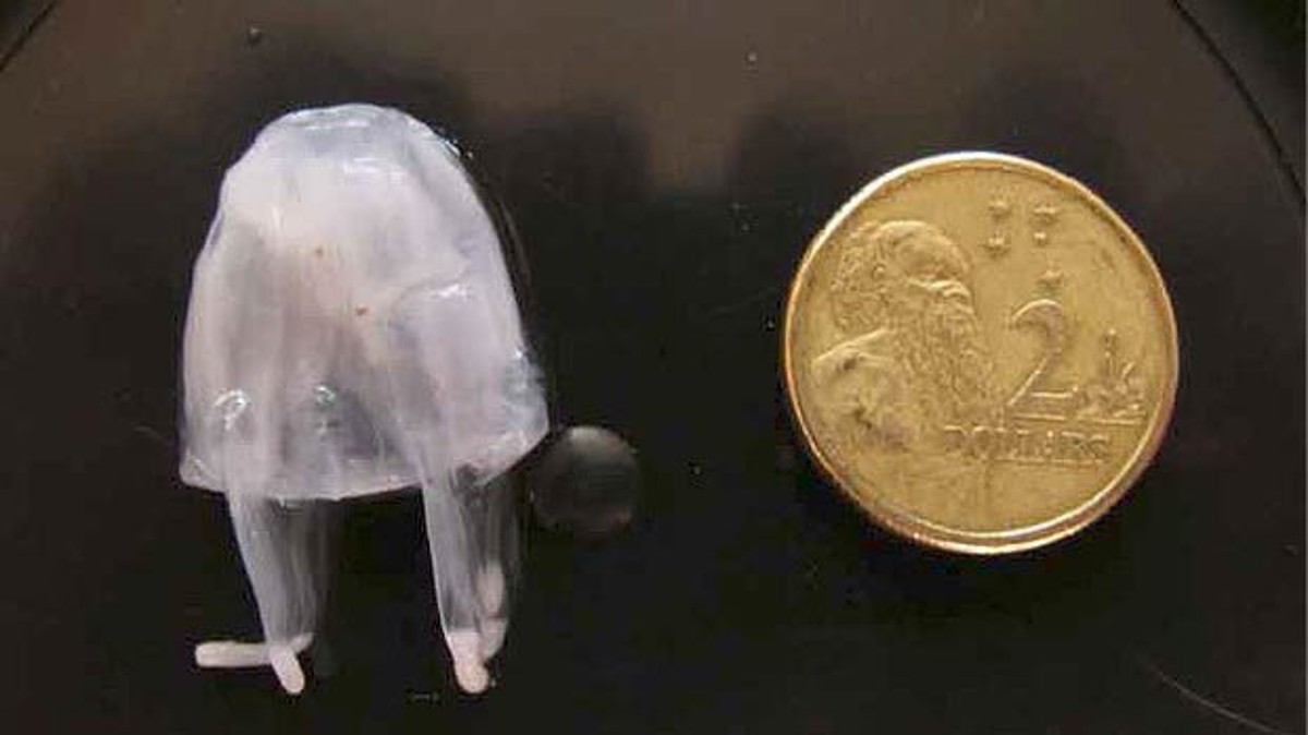 Imcasf16 13 Image4