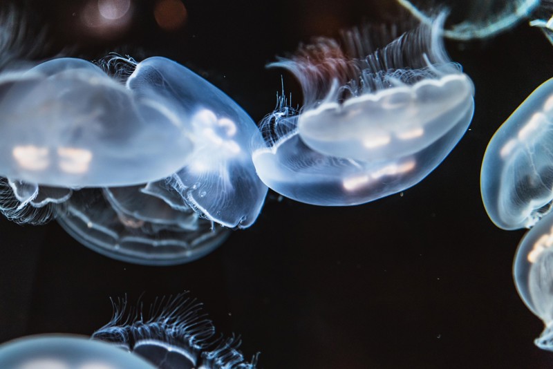 Sustainability (hero) Photo of Jellyfish